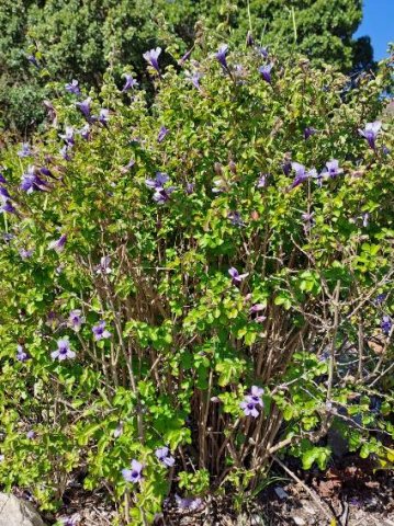 Dyschoriste thunbergiiflora bush in flower